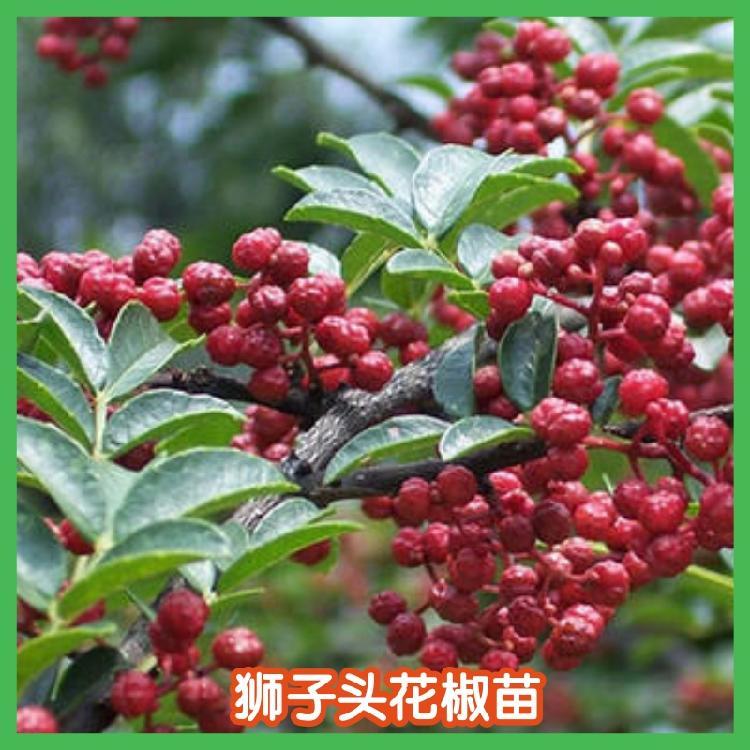 花椒苗，无刺花椒苗，狮子头花椒苗，花椒苗基地，大红袍花椒苗