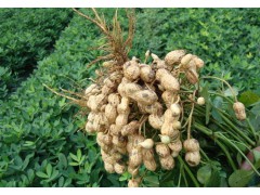 花生播种前，选对拌种剂很重要