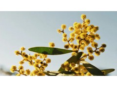 金合欢树—阿拉伯胶的七个用途