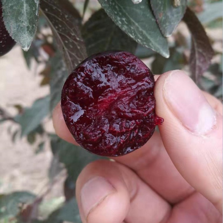 供应欧李苗 钙果苗 钙果树苗 钙果种苗