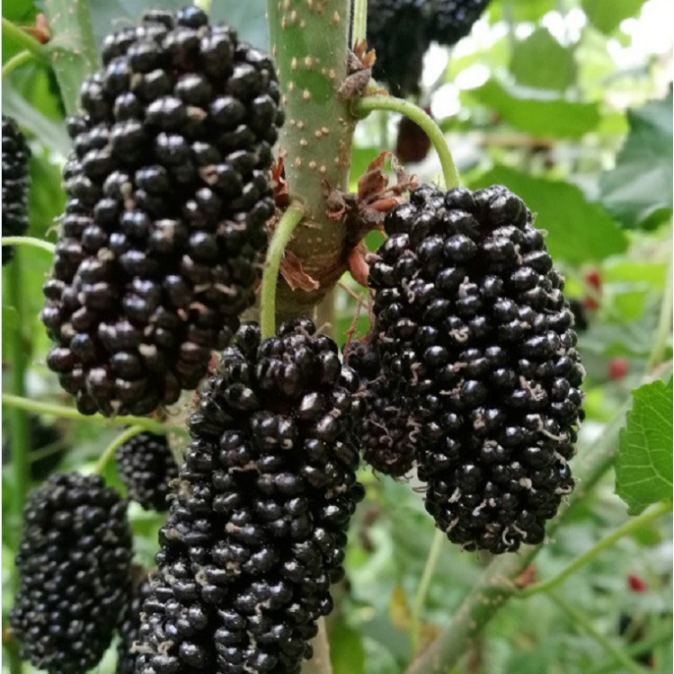供应果桑苗 黑珍珠桑葚苗 玫瑰桑果苗 桂花蜜桑葚树苗批发