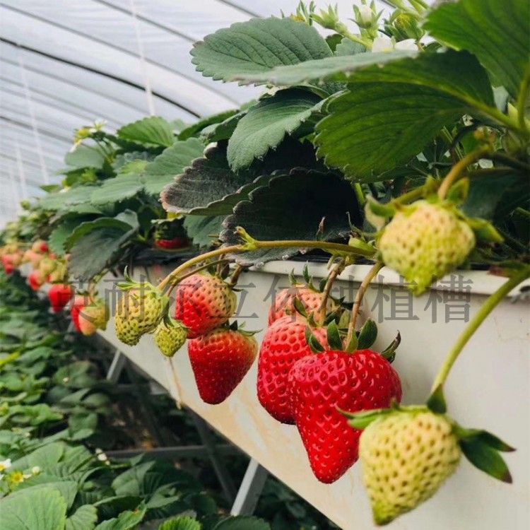 草莓种植槽 英耐尔