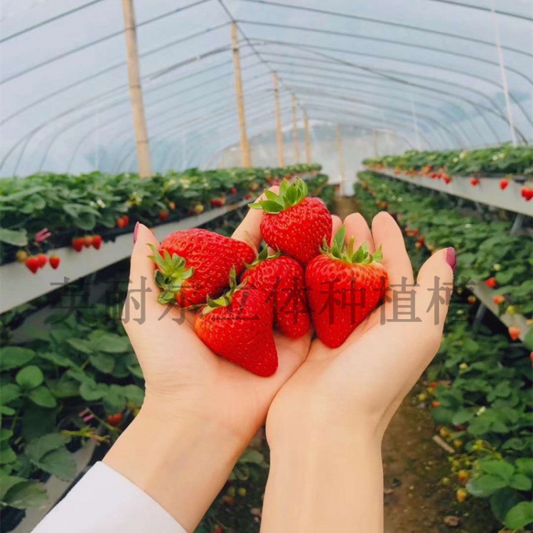 草莓立体栽培槽 水培种植槽 草莓立体栽培架