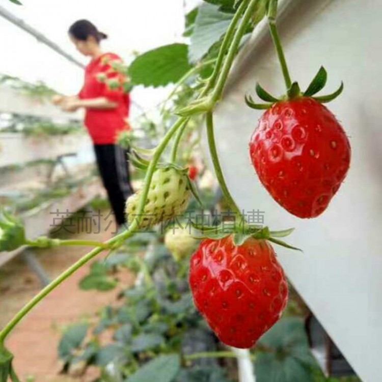 草莓栽培架 立体栽培槽 草莓种植槽价格