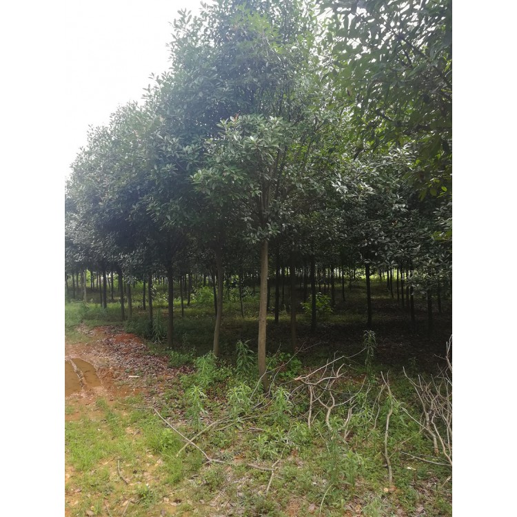 8公分红叶石楠树、红叶石楠柱批发、10公分红叶石楠价格