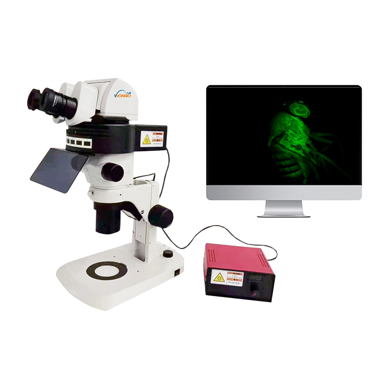 Stereo Fluorescence Microscope