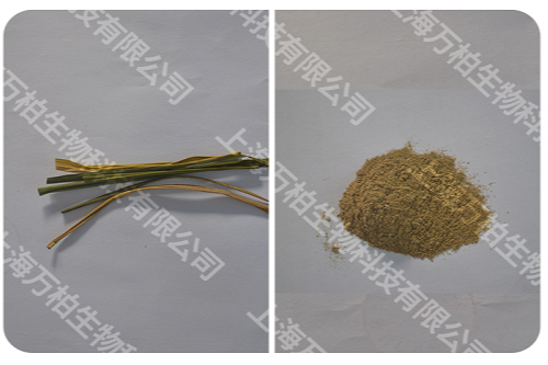 水稻叶片研磨前后