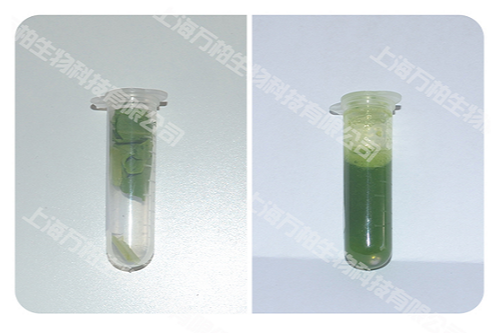 鸡毛菜研磨前后