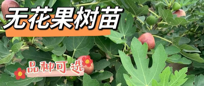 金华东东无花果苗木基地