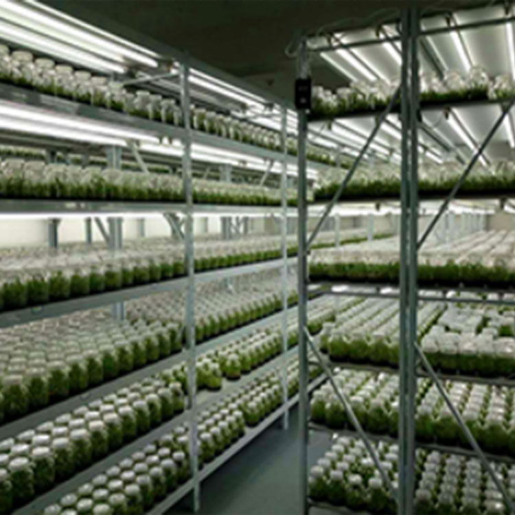 育苗柜、组培室