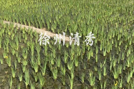 山东泰安人工湿地