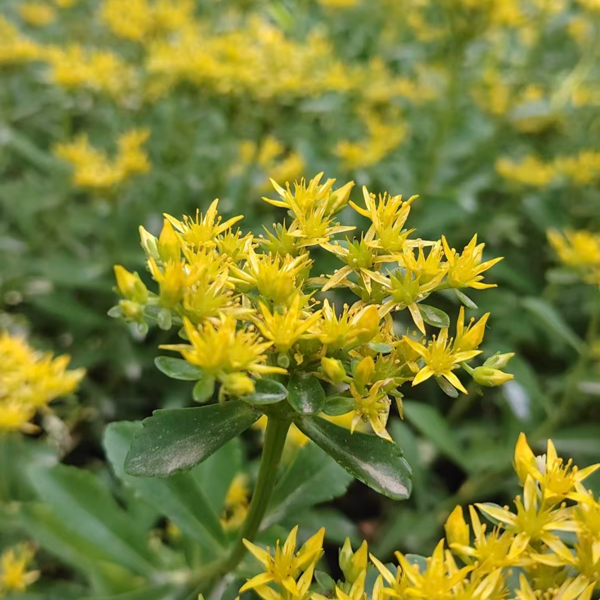 三七景天（费菜）