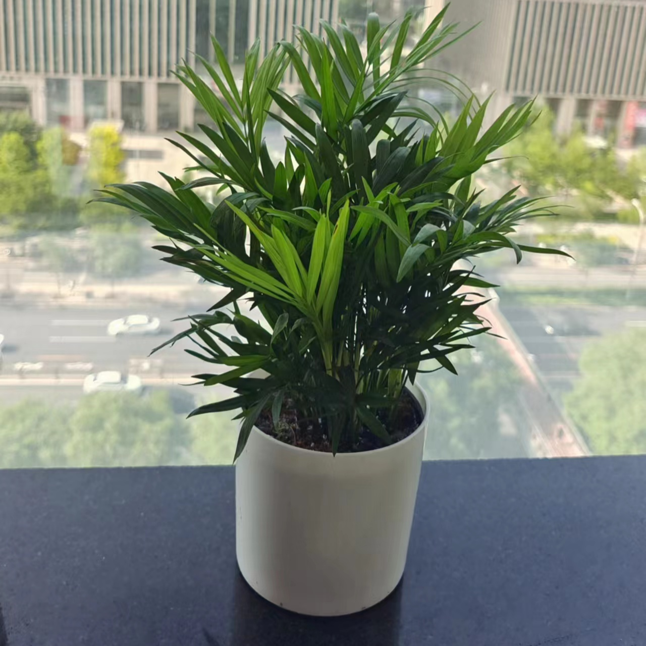 丽泽花卉绿植租摆 办公花卉绿植出租服务公司