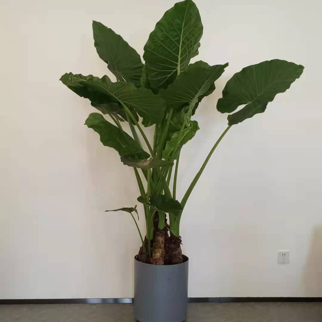 海淀租赁花卉绿植 办公花卉绿植出租服务
