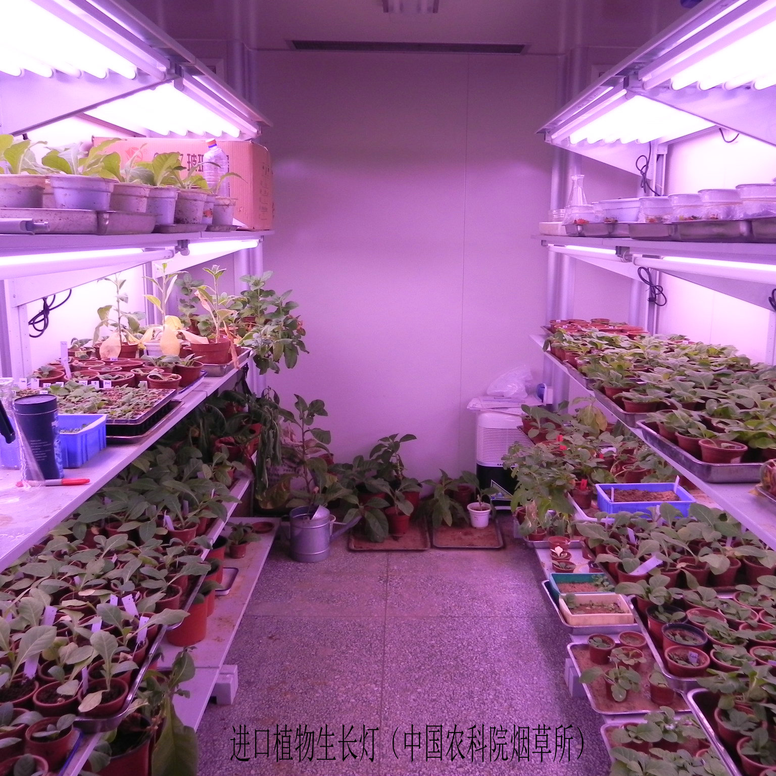 烟草培养室