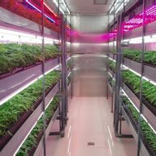 植物工厂