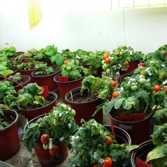 植物培养室