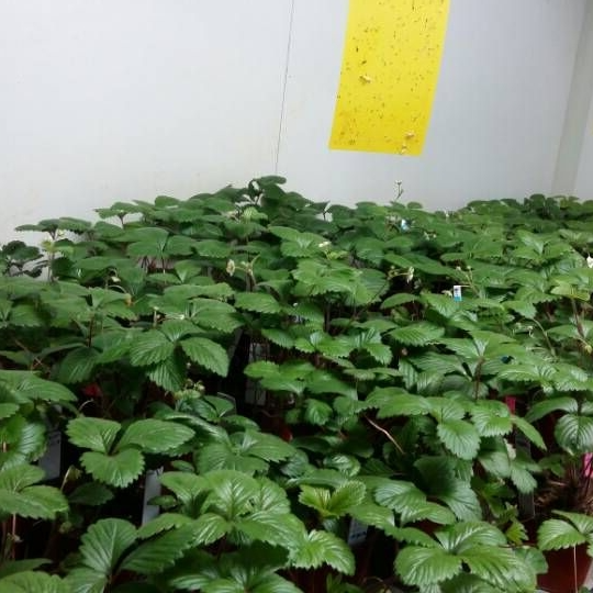 植物培养室