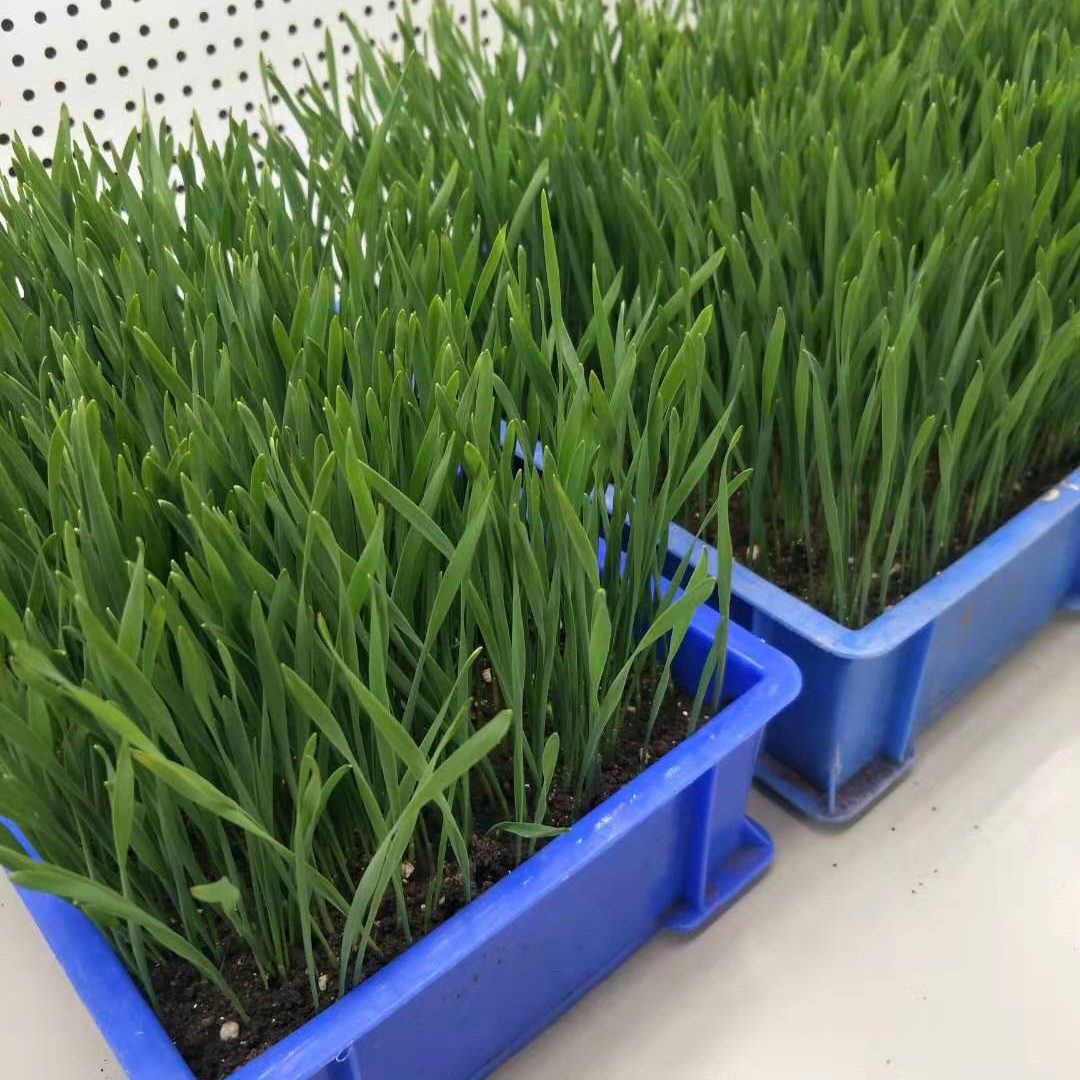 植物培养室