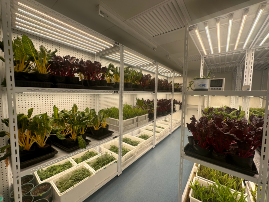 人工智能气候室在农业植物上的应用