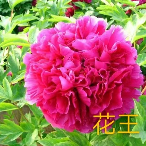 精品牡丹