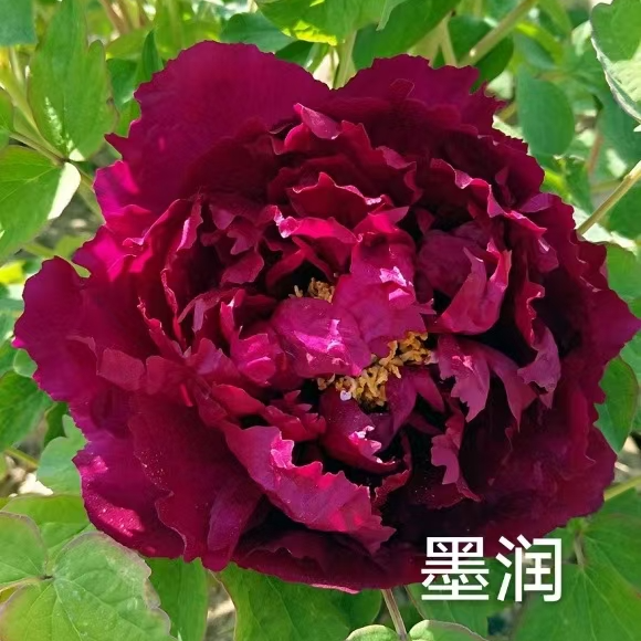 精品牡丹