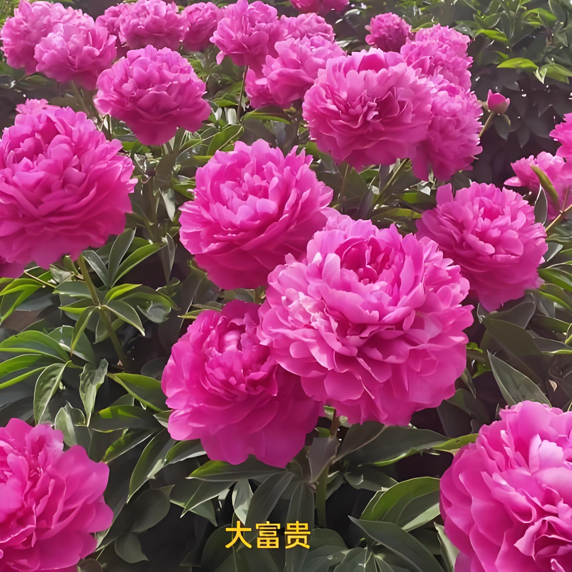 精品芍药