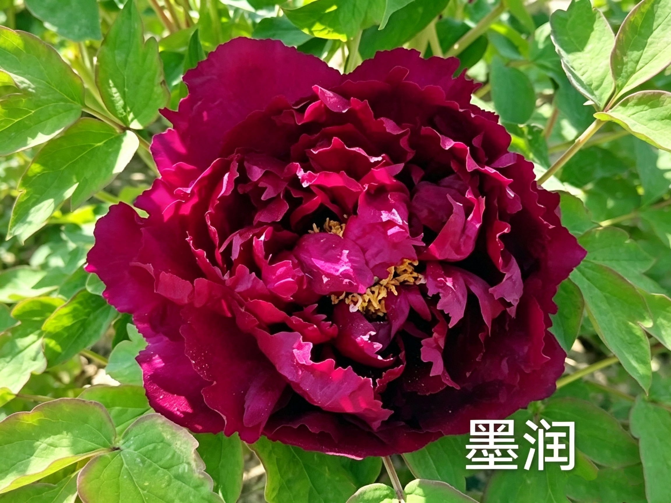 牡丹花苗怎么选?
