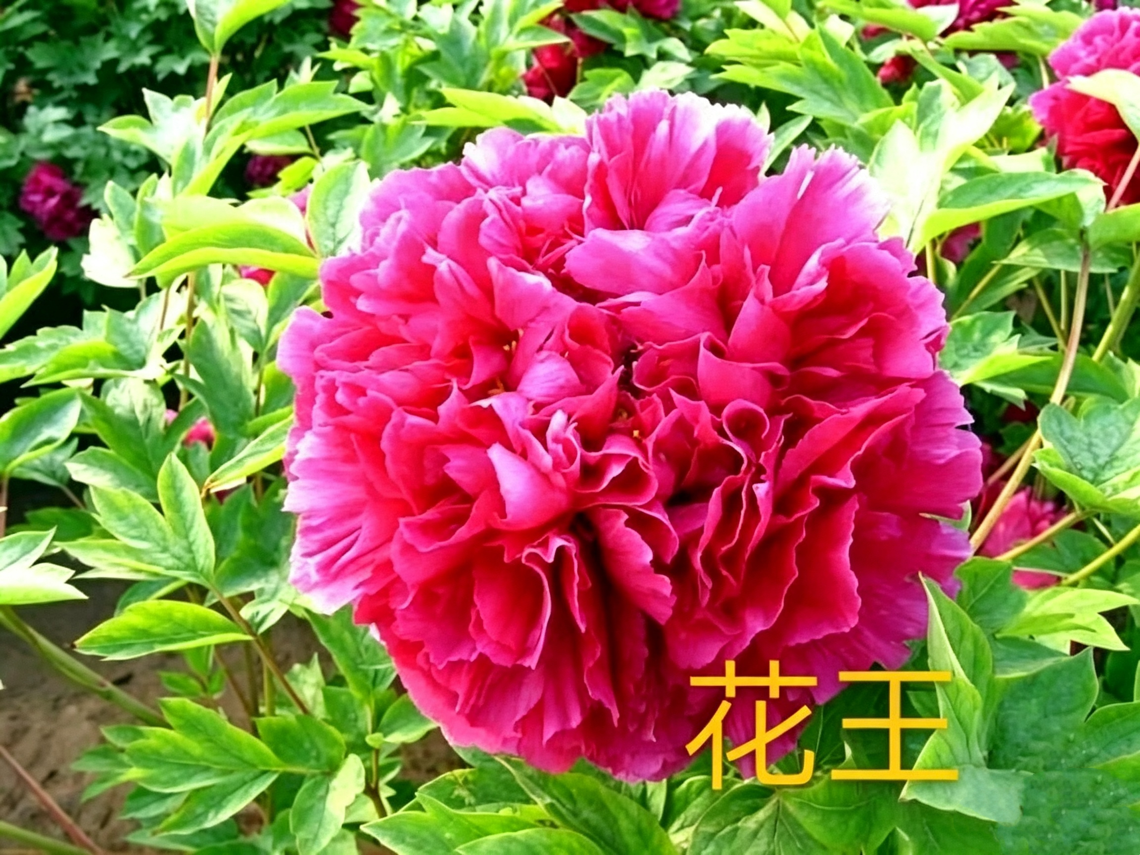牡丹花怎样种植和养护?