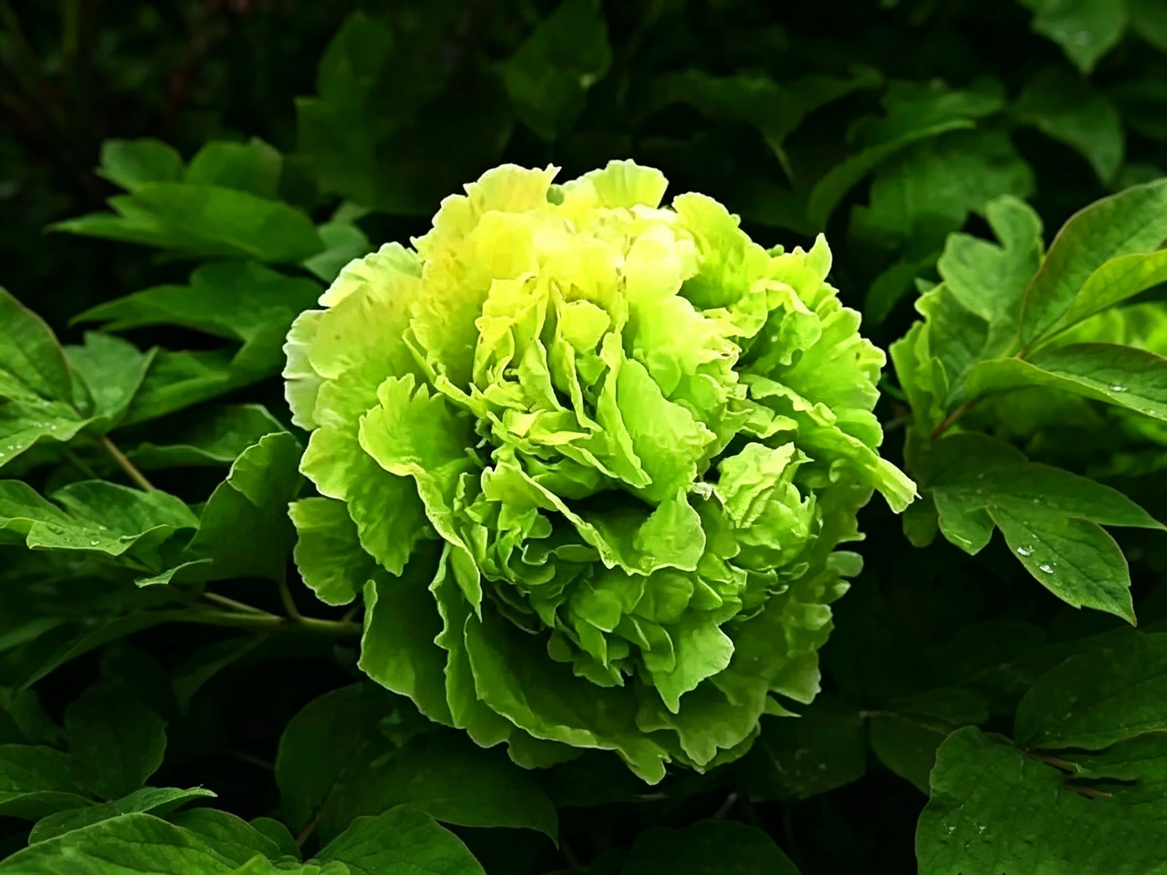 牡丹花苗长什么样?