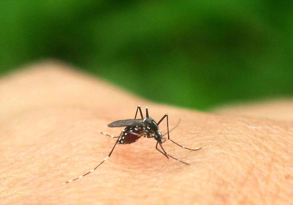 绿色的蚊子有毒吗图片
